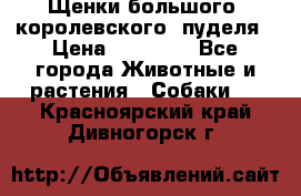 Щенки большого (королевского) пуделя › Цена ­ 25 000 - Все города Животные и растения » Собаки   . Красноярский край,Дивногорск г.